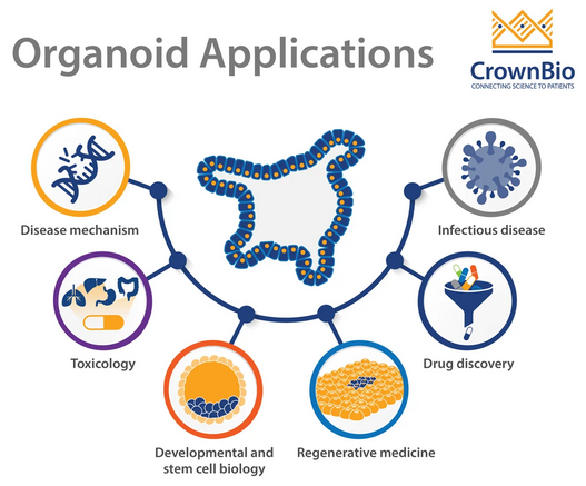 A diagram of an organoid application

Description automatically generated