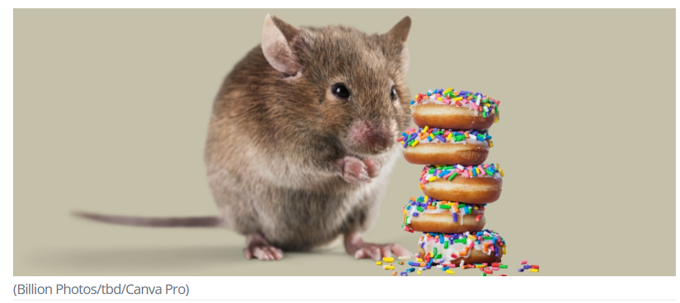 A mouse with sprinkles next to a stack of donuts

Description automatically generated