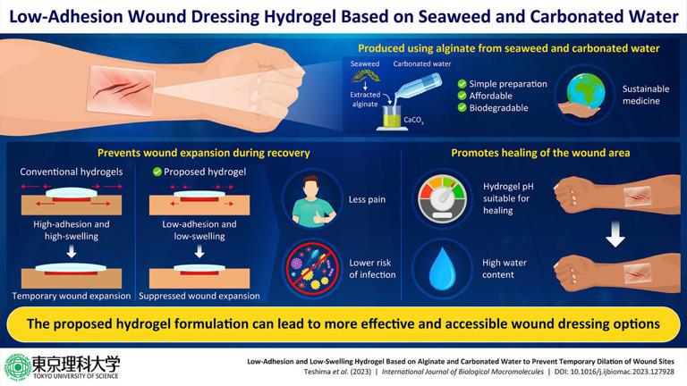 Alginate is a biocompatible and biodegradable substance found in seaweed. Now, researchers from Tokyo University of Science have used alginate from seaweed washed ashore, CaCO3, and carbonated water to develop a hydrogel which exhibits lower skin adhesion and swelling. These properties, though exactly opposite of conventional wound dressings, can help prevent the expansion of the wound site during recovery and the obtained hydrogel has high wound healing efficacy. Credit: Ryota Teshima from Tokyo University of Science
